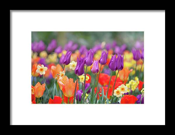 Jenny Rainbow Fine Art Photography Framed Print featuring the photograph Mix Border with Tulips Purple Dream 1 by Jenny Rainbow