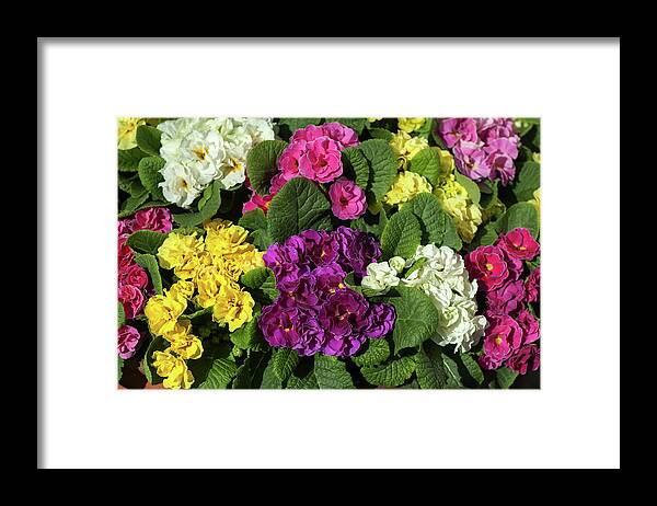 Jenny Rainbow Fine Art Photography Framed Print featuring the photograph Mix of Colorful Double Primroses by Jenny Rainbow