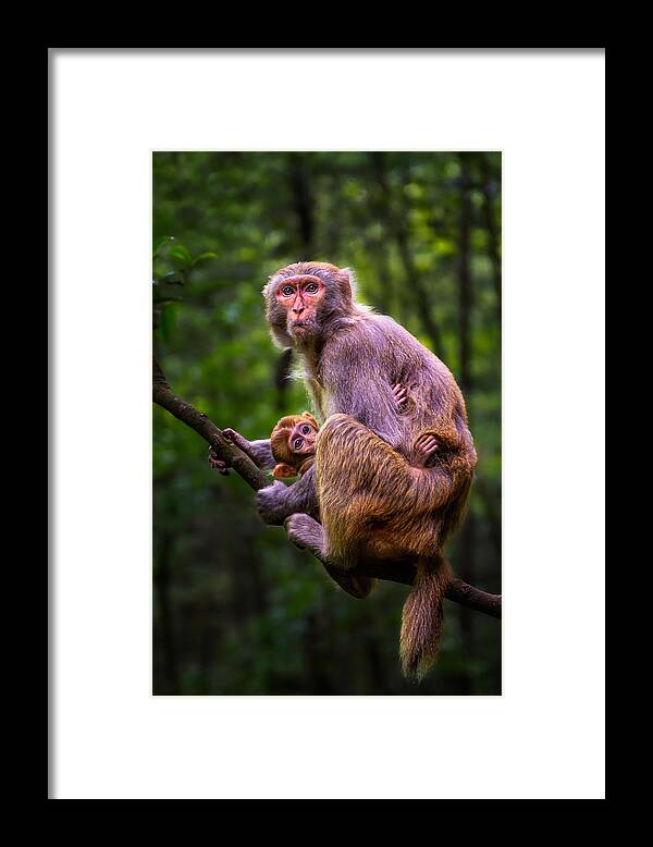 Monkey Framed Print featuring the photograph Mom & Kid by Steven Zhou