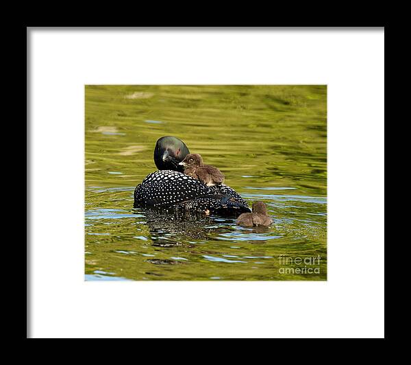 Animals Framed Print featuring the photograph Mom loon and her babies by Heather King