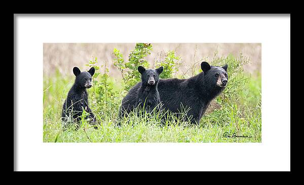 Bears Framed Print featuring the photograph Momma and Two Cubs 5537 by Dan Beauvais