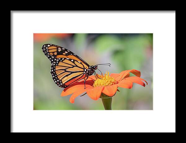 Monarch Butterfly Framed Print featuring the photograph Monarch 2018-25 by Thomas Young