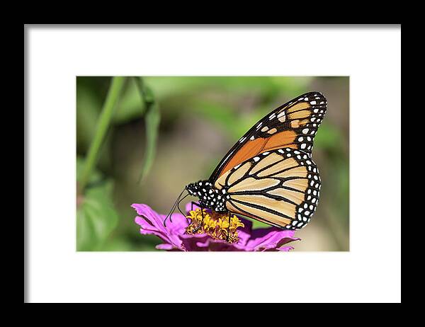 Monarch Butterfly Framed Print featuring the photograph Monarch 2018-32 by Thomas Young