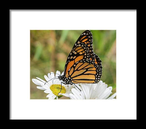 Butterfly Framed Print featuring the photograph Monarch and Daisies by Cathy Kovarik