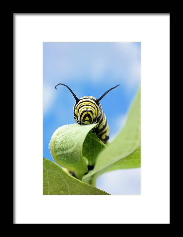 Black Color Framed Print featuring the photograph Monarch Butterfly Danaus Plexippus by Don Farrall