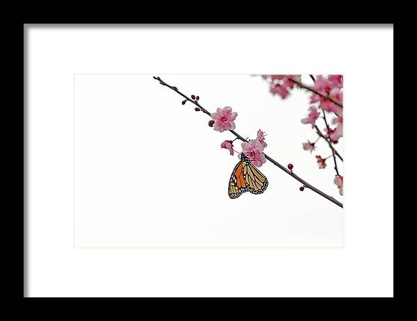Animal Themes Framed Print featuring the photograph Monarch Butterfly On Cherry Blossom by @niladri Nath