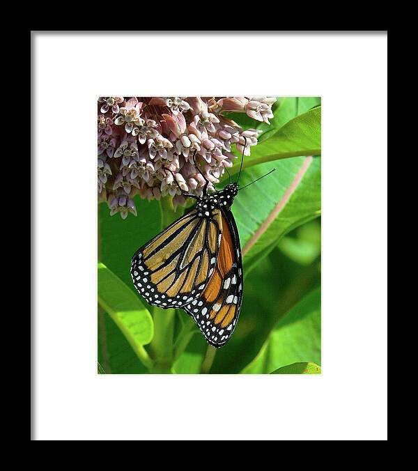 Nature Framed Print featuring the photograph Monarch Butterfly on Common Milkweed DIN0061 by Gerry Gantt