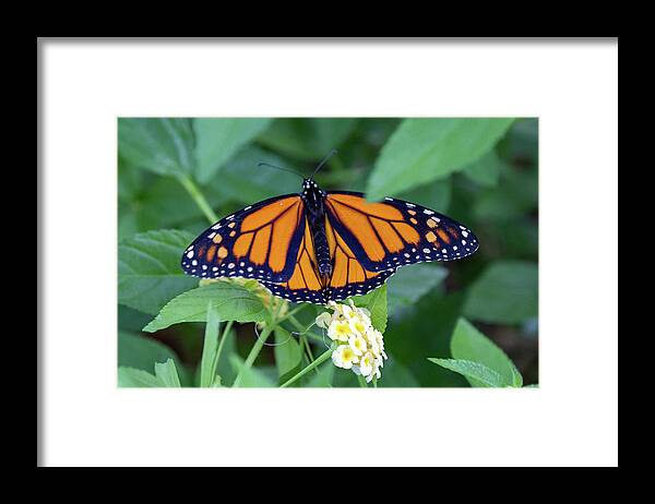 Monarch Framed Print featuring the photograph Monarch Butterfly by Patricia Schaefer