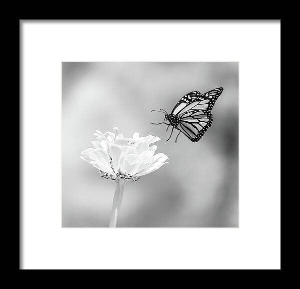 Ir Infra Red Infrared Monarch Landing Flying Flight Butterfly Butterflies Flower Flowers Floral Botany Botanical Outside Outdoors Nature Natural Insect Ma Mass Massachusetts U.s.a. Brian Hale Brianhalephoto Fine Art 720nm Framed Print featuring the photograph Monarch in Infrared 6 by Brian Hale