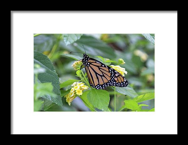 Monarch Framed Print featuring the photograph Monarch Moment by Patricia Schaefer