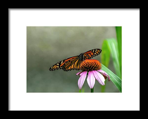 Butterfly Framed Print featuring the photograph Monarch On Coneflower by Cathy Kovarik