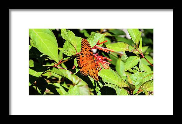 Butterfly Framed Print featuring the photograph Monarch by Rick Redman
