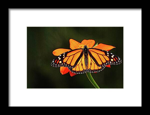 Monarch Framed Print featuring the photograph Monarch With Wings Wide Open by Debbie Oppermann