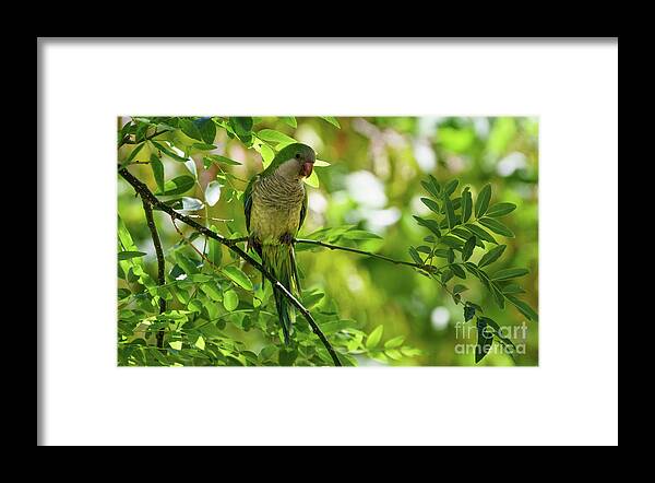 Beak Framed Print featuring the photograph Monk Parakeet Perched on a Tree Branch by Pablo Avanzini