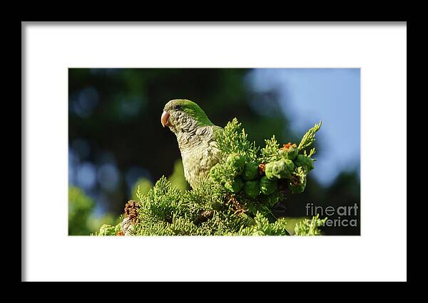 Ara Framed Print featuring the photograph Monk Parakeet Perched on a Tree by Pablo Avanzini
