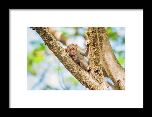 Animal Themes Framed Print featuring the photograph Monkey Face by Abhinav Sah