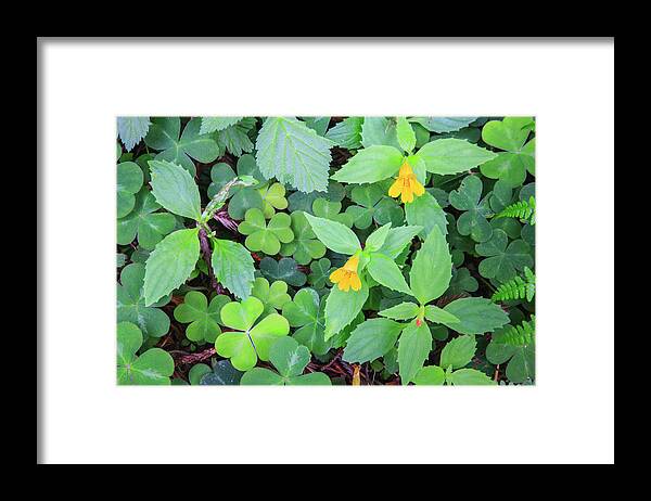 Asymmetrical Framed Print featuring the photograph Monkey Flowers Growing Wild In Redwood by Mallorie Ostrowitz