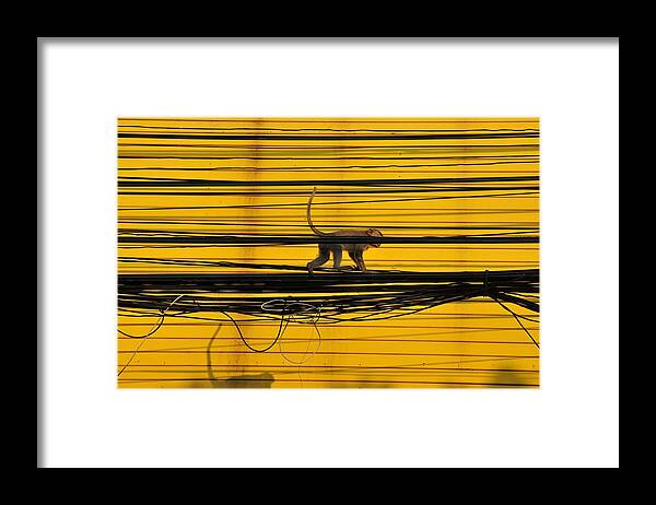 Shadow Framed Print featuring the photograph Monkey On A Wire by Wilhelm Bénard