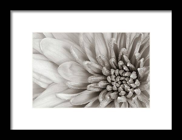 Chrysanth Framed Print featuring the photograph Mono Chrysanth by Tanya C Smith