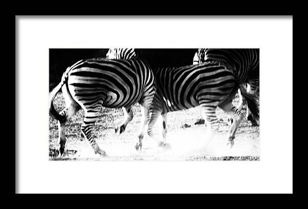 Zebra Framed Print featuring the photograph Monochrome Motion by Mark Hunter