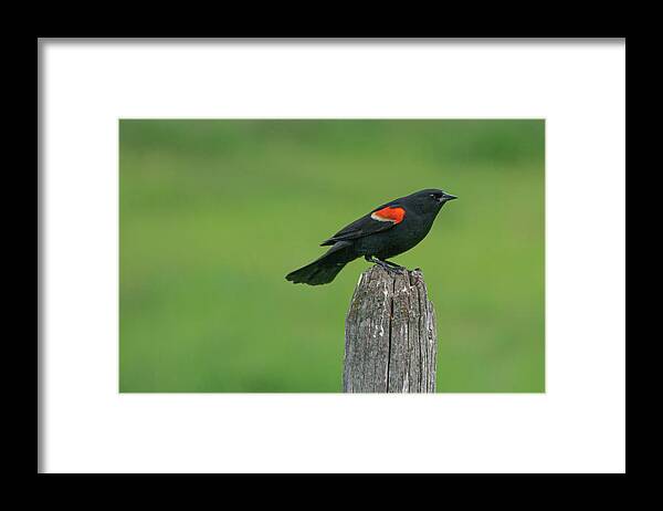 Red-winged Blackbird Framed Print featuring the photograph Montana Meadow Dweller by Douglas Wielfaert