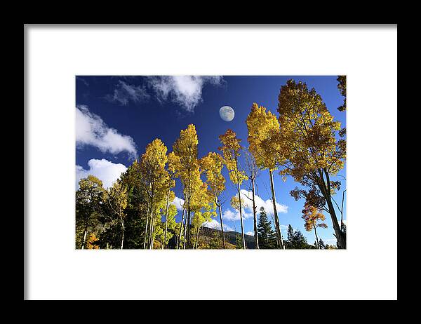 Aspen Framed Print featuring the photograph Moon Above Aspens by Candy Brenton