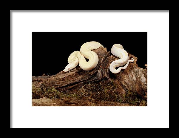 Amazon Fauna Framed Print featuring the photograph Moonglow Colombian Red-tail Boa by David Kenny