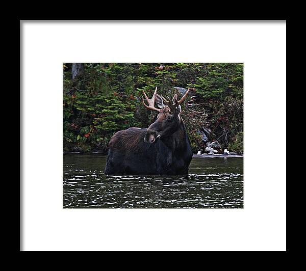 Animal Themes Framed Print featuring the photograph Moose Alces Alces Standing In Water by Mikkispix