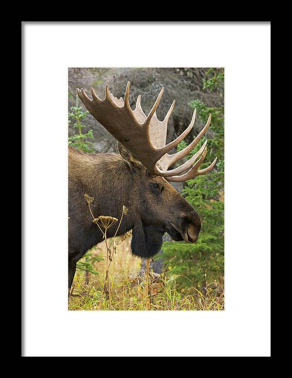 Grass Framed Print featuring the photograph Moose Bull, Chugach State Park, Alaska by Eastcott Momatiuk