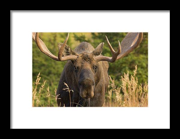 Grass Framed Print featuring the photograph Moose Bull With Antlers,chugach State by Eastcott Momatiuk