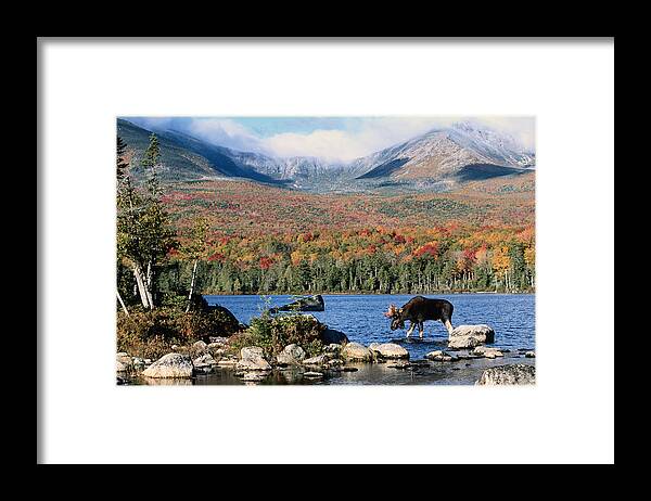 Scenics Framed Print featuring the photograph Moose In Autumn Forest by Jeremy Woodhouse