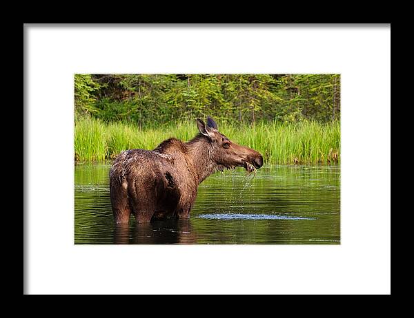 Grass Framed Print featuring the photograph Moose In Denali by Noppawat Tom Charoensinphon