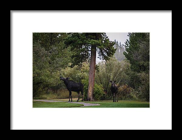 Moose Eating Framed Print featuring the photograph Moose in my back yard by Julieta Belmont