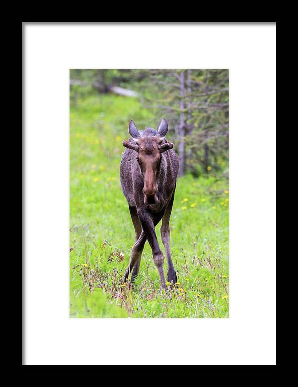 Canada Framed Print featuring the photograph Moose by Paul Schultz