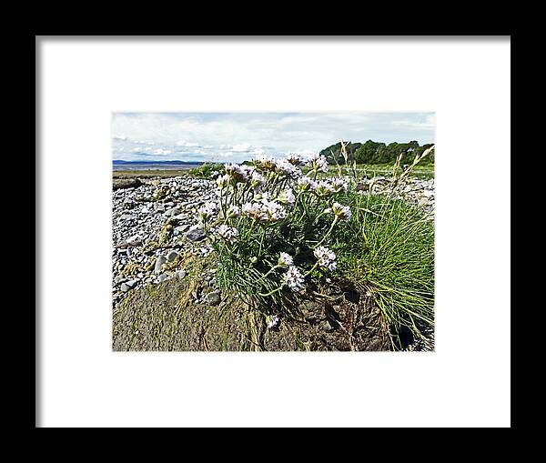 Morecambe Framed Print featuring the photograph MORECAMBE. Hest Bank. Sea Thrift. by Lachlan Main
