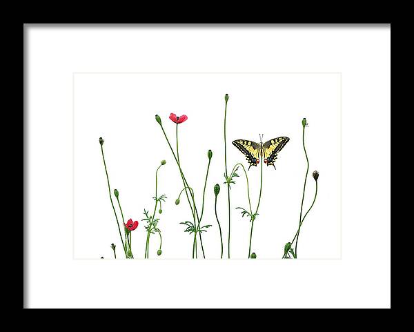 Montage Framed Print featuring the photograph Morning Beauty by Hasan Baglar