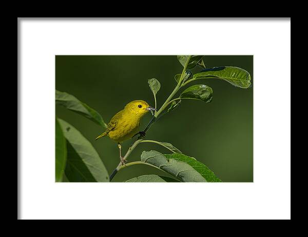 Yellow Warbler Framed Print featuring the photograph Morning Catch by Jian Xu