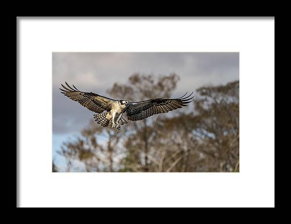 Osprey Framed Print featuring the photograph Morning Flight ! by Alfred Forns