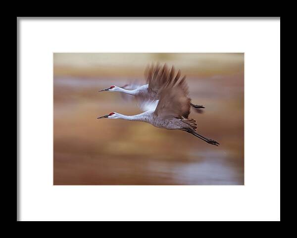 Sandhill Crane Framed Print featuring the photograph Morning Flying Out by Ming Chen
