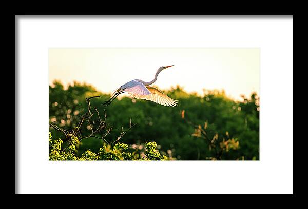Bird Framed Print featuring the photograph Morning Freedom by David Morefield