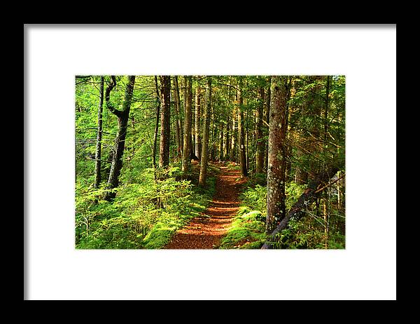 Morning Green Mountain Forest Framed Print featuring the photograph Morning Green Mountain Forest by Raymond Salani III