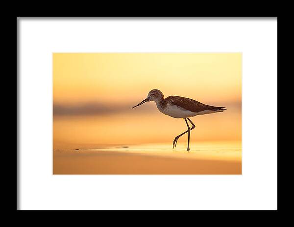 Commongreenshank Framed Print featuring the photograph Morning On The Beach by Magnus Renmyr