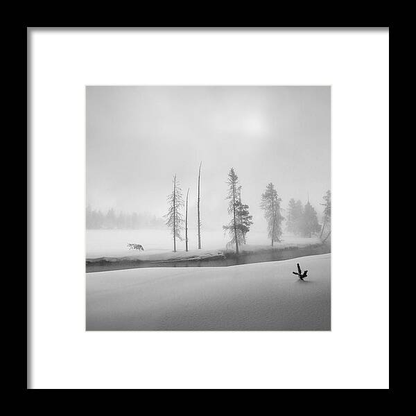 Wolf Framed Print featuring the photograph Morning Walk by Shenshen Dou