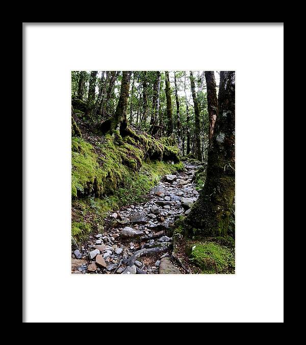 Mossy Framed Print featuring the photograph Mossy Trail, Arthurs Pass, New Zealand by Sarah Lilja