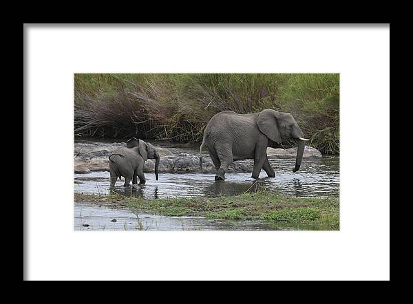 Elephant Framed Print featuring the photograph Following Mom by Ben Foster