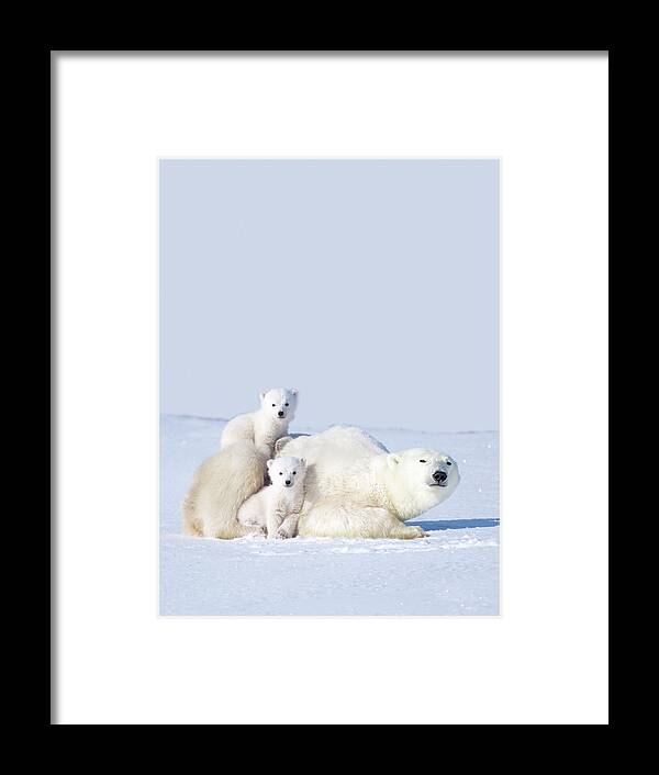Bear Cub Framed Print featuring the photograph Mother Polar Bear With Cubs, Canada by Art Wolfe