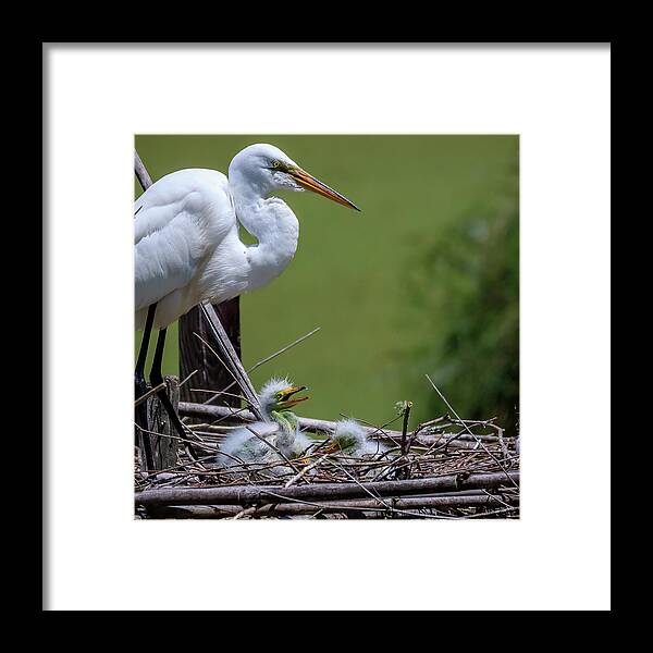 Heron Framed Print featuring the photograph Mother's Day by JASawyer Imaging