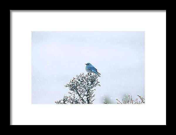 Snow Framed Print featuring the photograph Mountain Bluebird In Snow by Pat Gaines