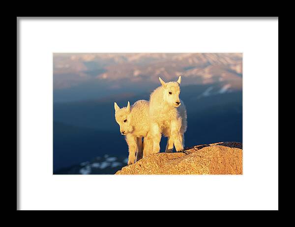 Mountain Goat Framed Print featuring the photograph Mountain Goat Kids Pose in the Early Morning Sun by Tony Hake