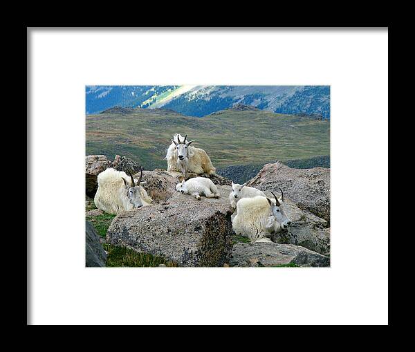 Horned Framed Print featuring the photograph Mountain Goats In The Rocky Mountains by Carl Neufelder